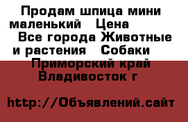 Продам шпица мини маленький › Цена ­ 15 000 - Все города Животные и растения » Собаки   . Приморский край,Владивосток г.